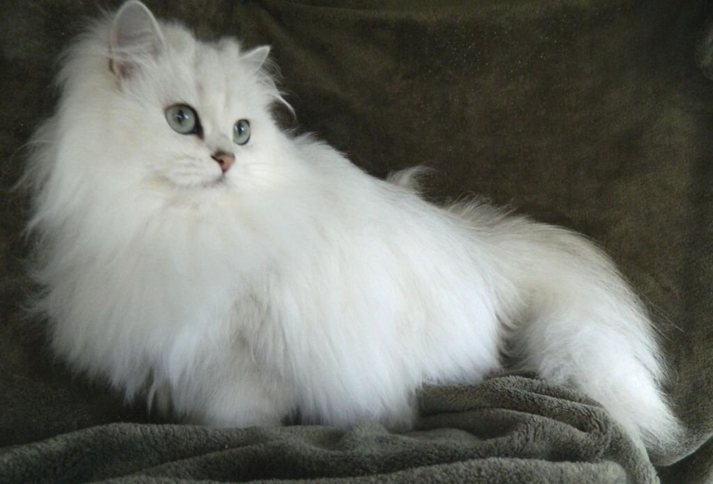 Длинношерстная бурмилла