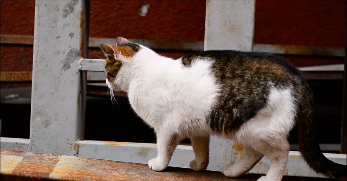 Кошка вместо ребенка: в Японии больше домашних животных чем детей