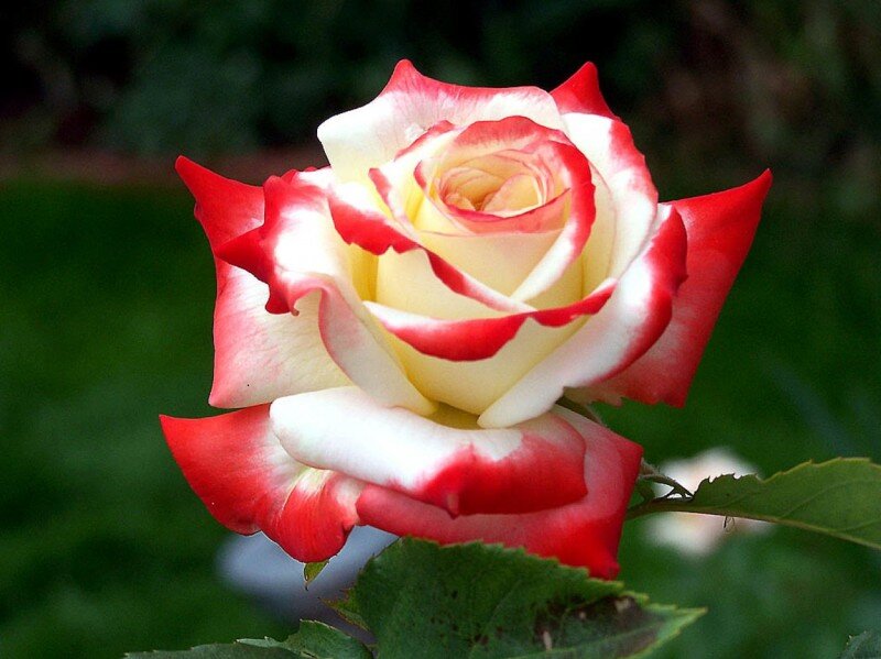 Розы флорибунда - 18 лучших сортов с описанием и фото