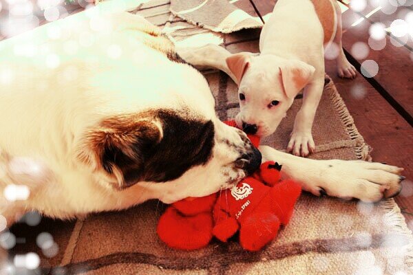 Очень контактные собаки. Только Чебурашка почему то недоволен