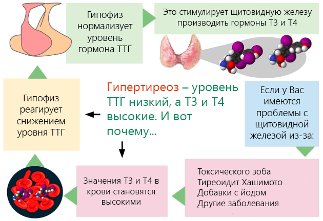 Расшифровка анализа ТТГ: норма, причины изменений, интерпретация результатов