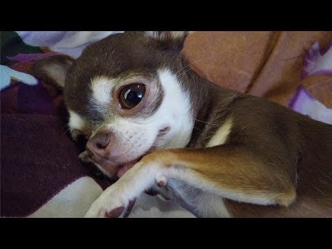 Погладь меня! 