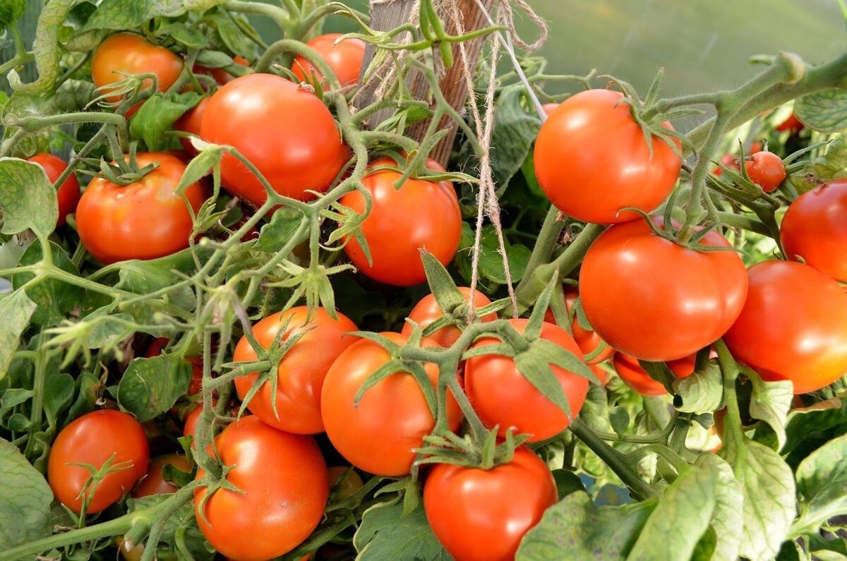 помидоры сорта шапка мономаха фото