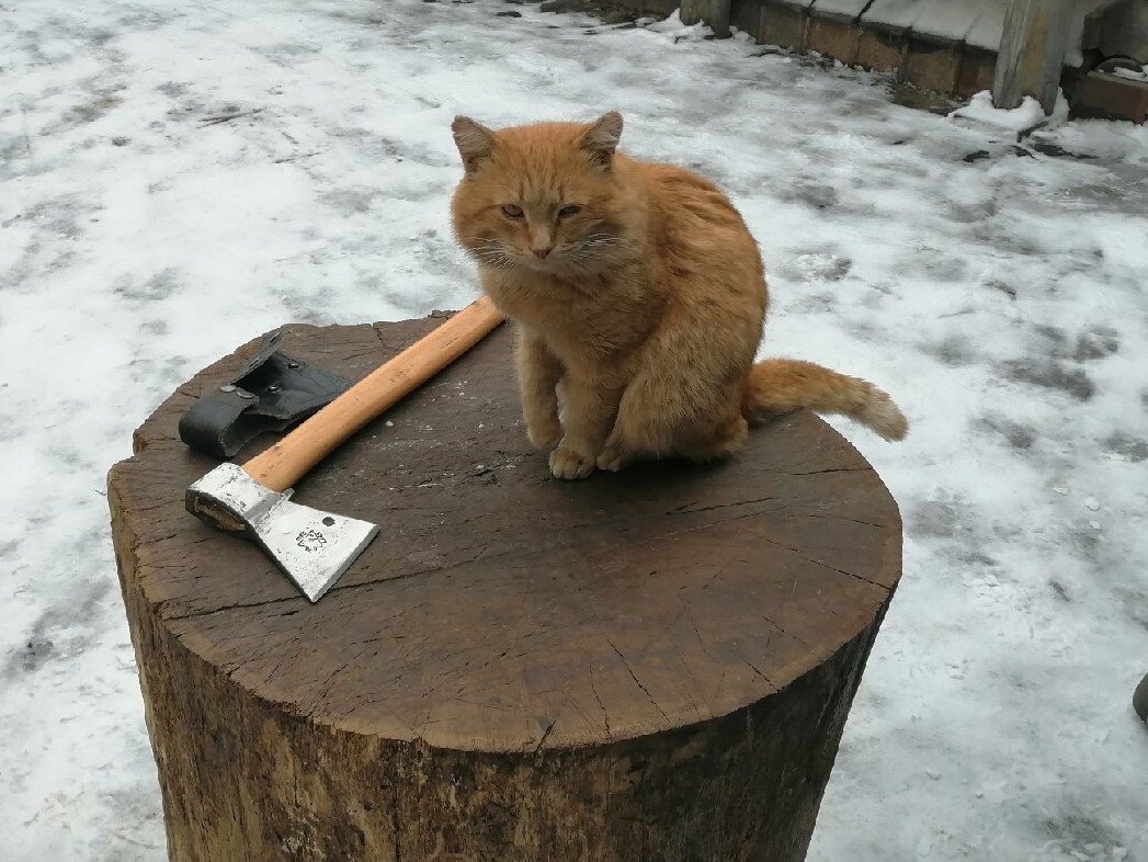 топор советский, кот вроде как рыжий