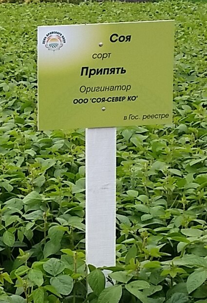 Соя сорт припять. Сорт сои Припять. Сорта сои. Сорт сои Аляска.