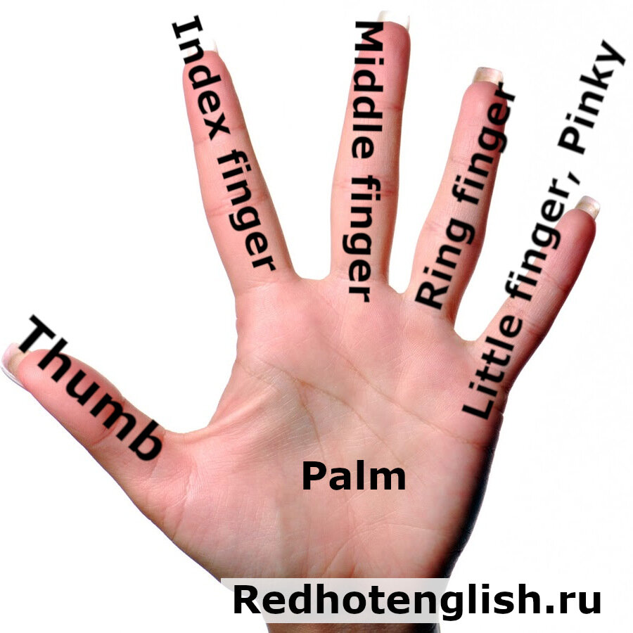Как называются пальцы на английском языке | Red Hot English | Дзен