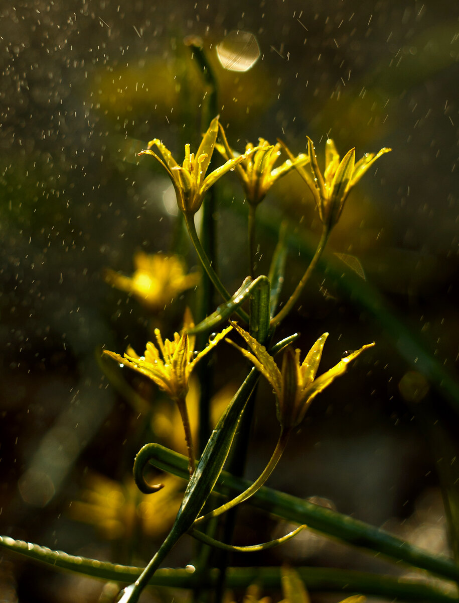 За пеленой дождя (фото из личного архива, весна, 2015 год)