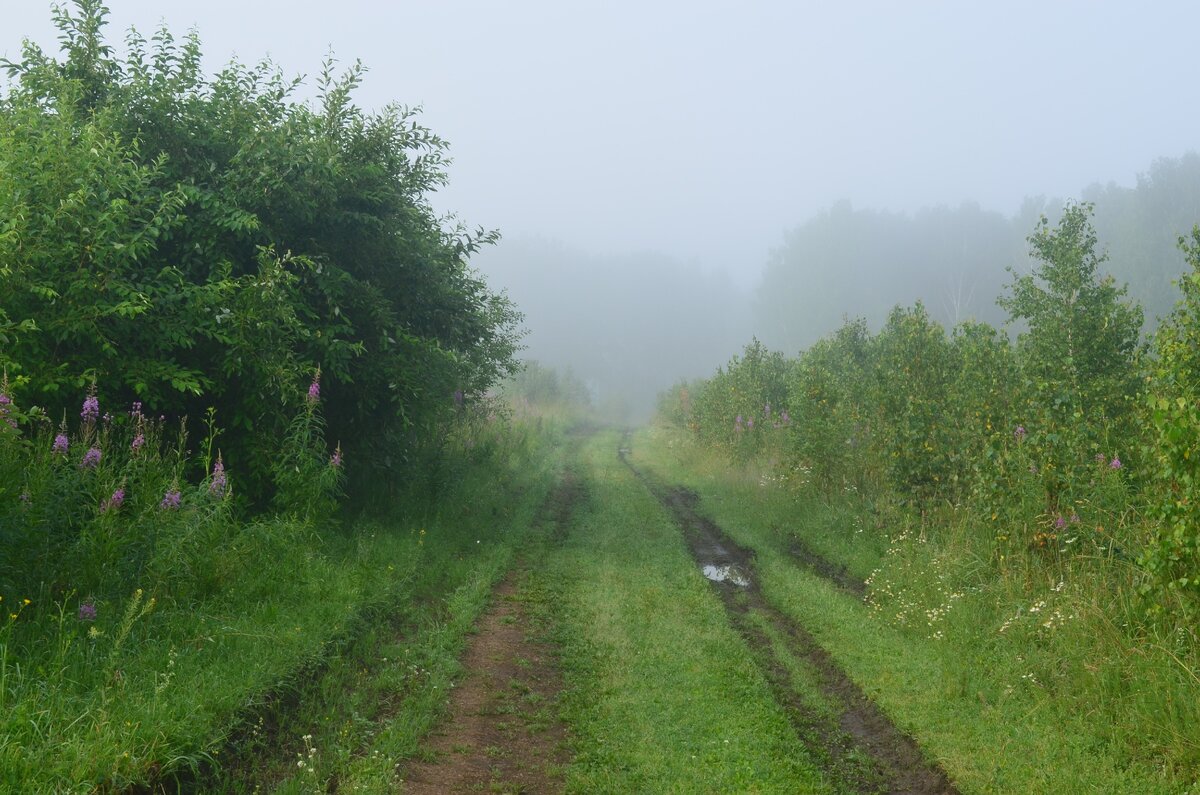 Дорога в поле. Фото автора