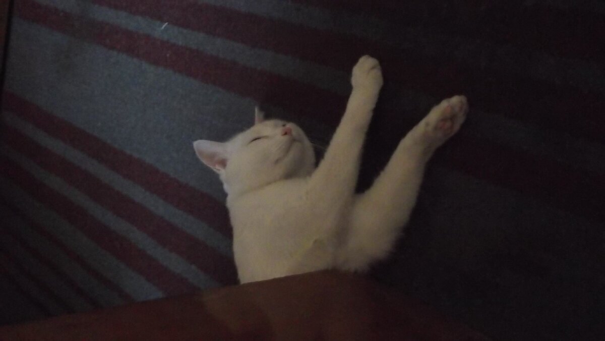 Мой кот Сэм