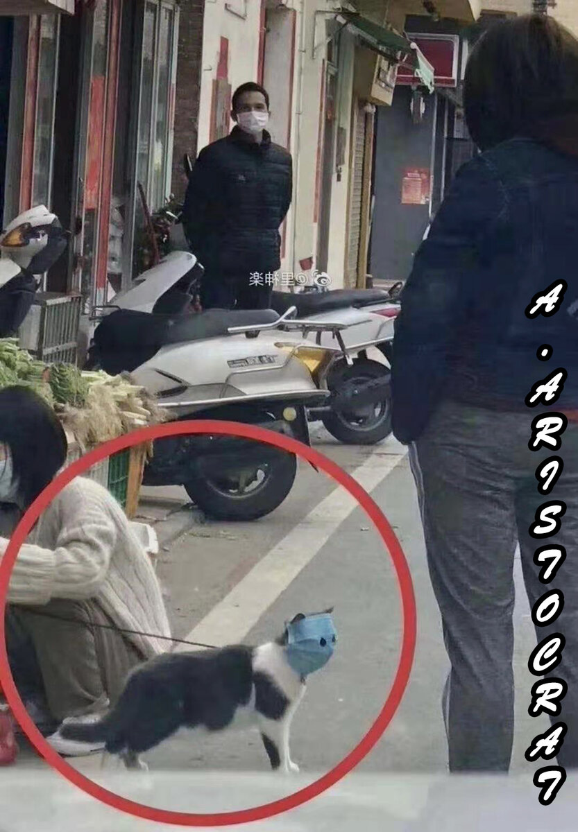 Маски одевают даже на животных. 