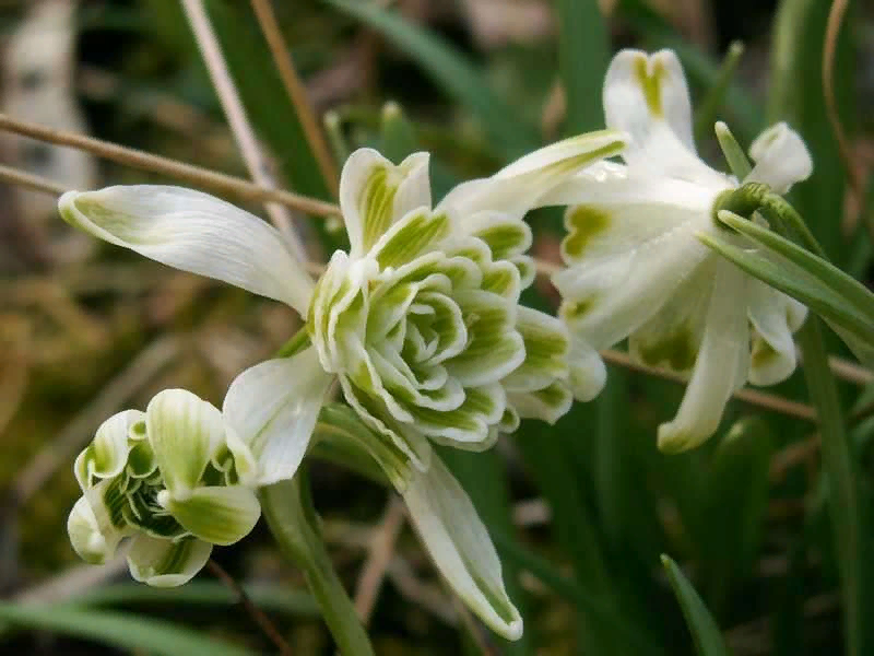 Подснежник флоре плено. Галантус Flore pleno. Nivalis Flore pleno Подснежник. Подснежник Галантус махровый. Галантус (Подснежник) Нивалис.