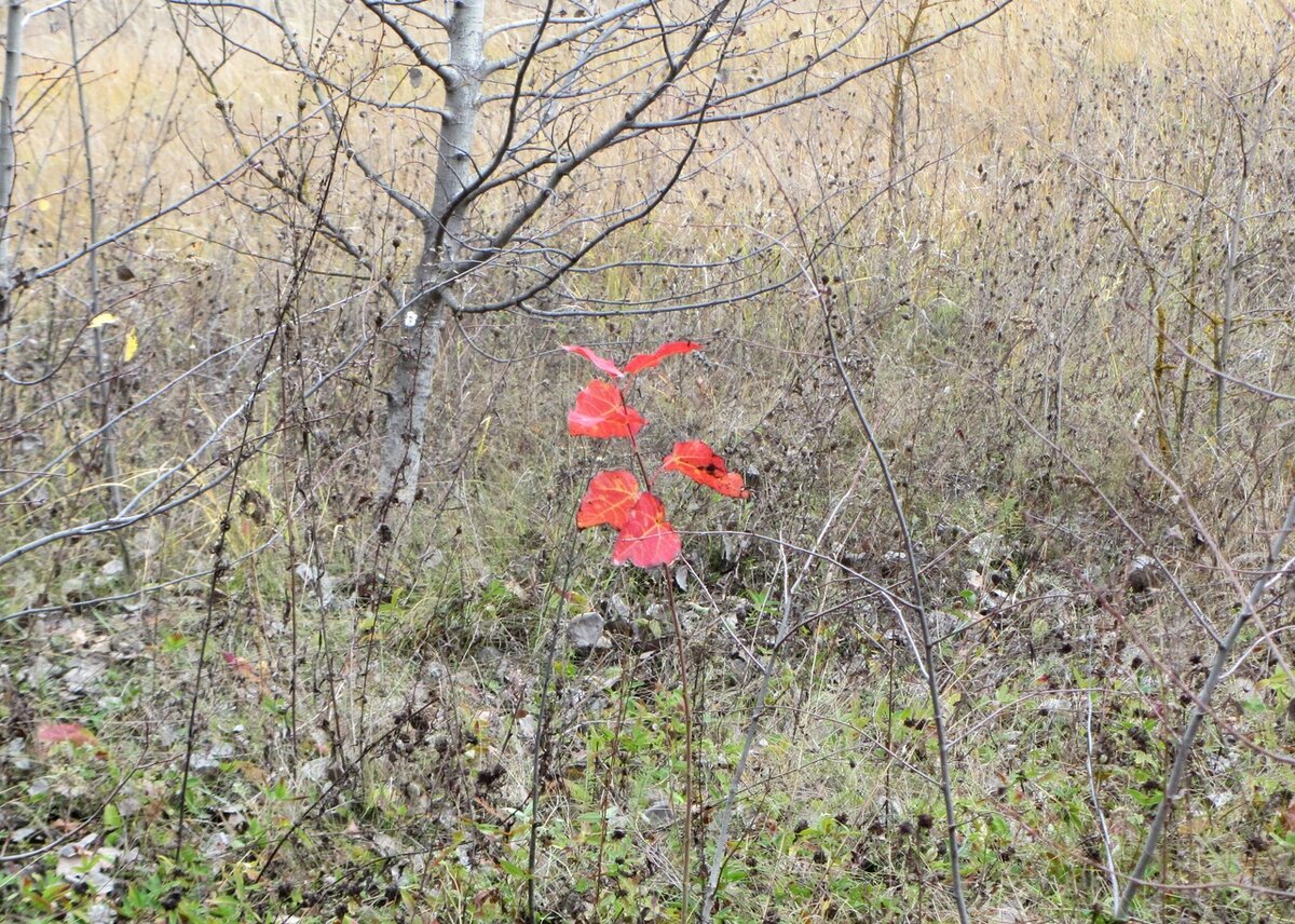 Человек - не опавший лист. Он волен сам выбирать себе и судьбу, и правила жизни. Фото автора.
