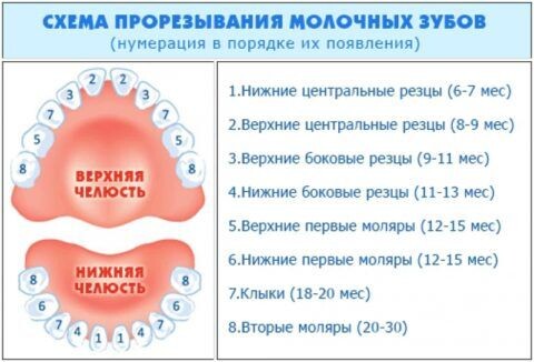 К 3 годам у ребенка прорезывается 20 зубов.