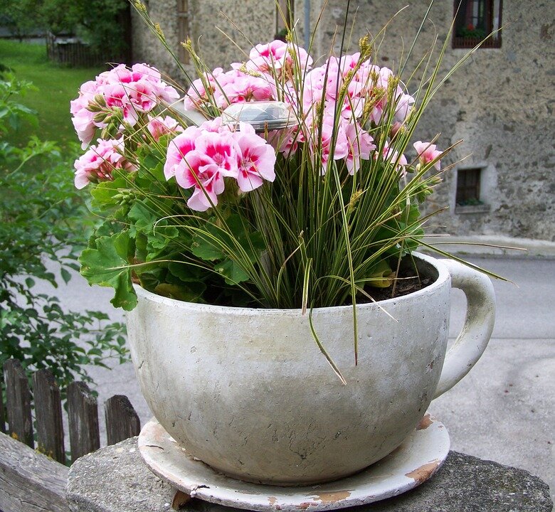 розовая герань