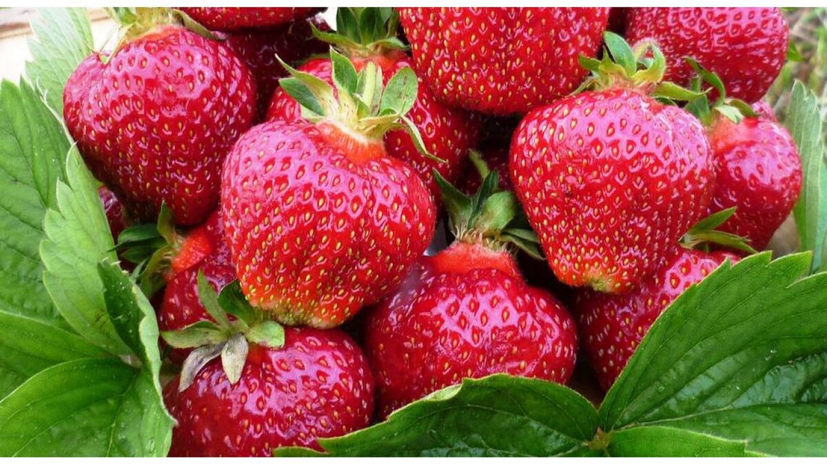 Фото из открытых источников. Ягоды сорта "Фестивальная"