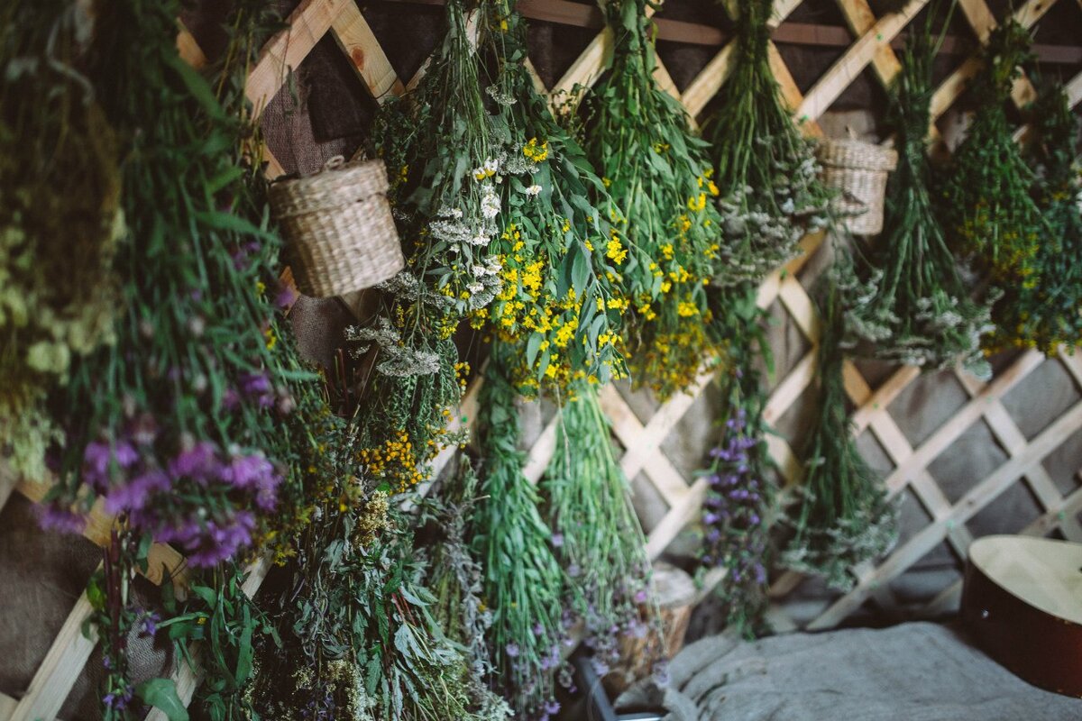 Собранные травы сушатся для использования зимой.