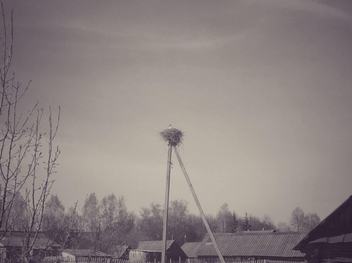 Вид на гнездо аистов в Подберезье