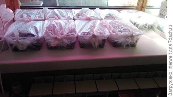 
Стандартный подоконник садовода: пластик в пластике на пластике
