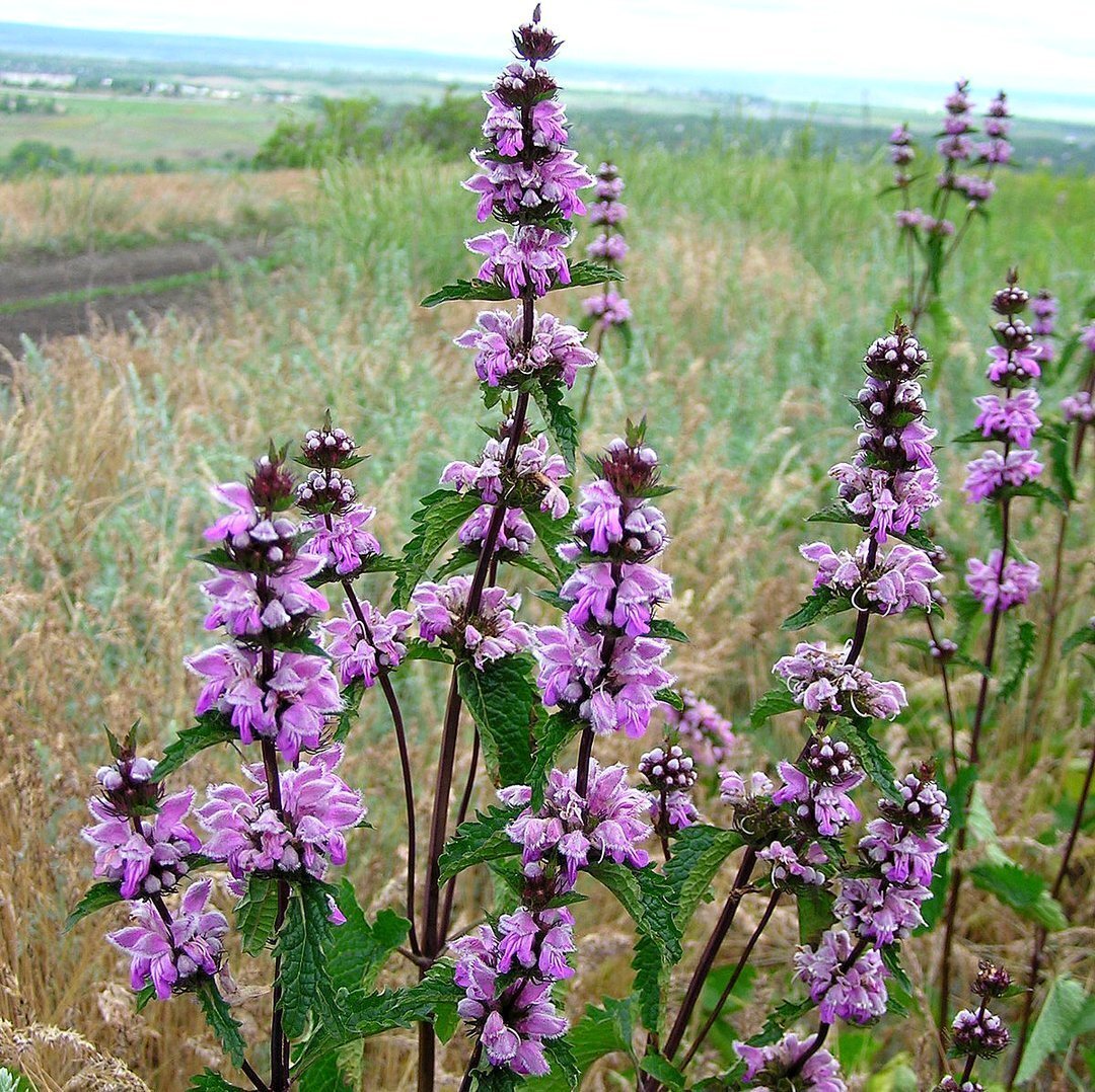 Зопник клубненосный phlomoídes tuberósa