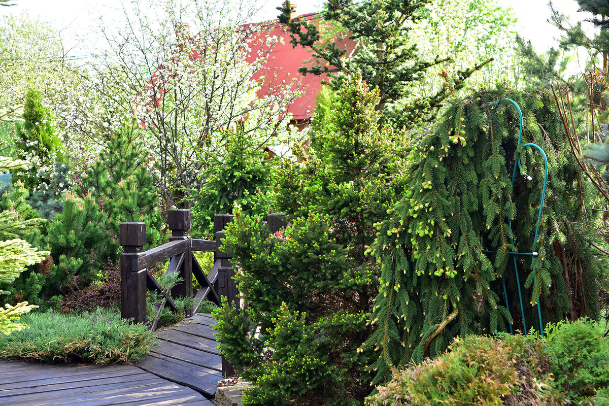 Весна в моем саду