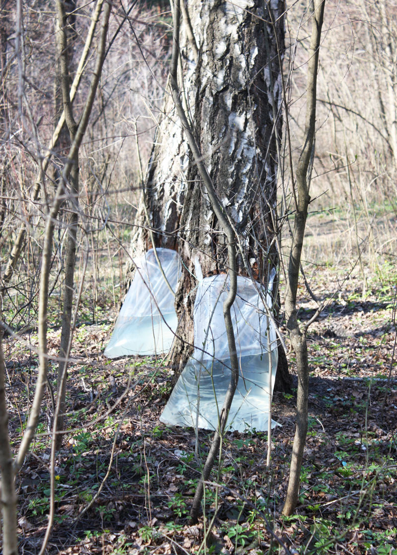Так вон еще парочка берёз – обладающих высокой удойностью