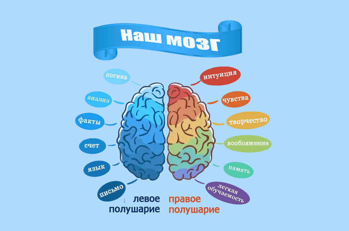 Какое полушарие ведущее. Взаимодействие полушарий мозга. Левое и правое полушарие. Как развить правое полушарие.