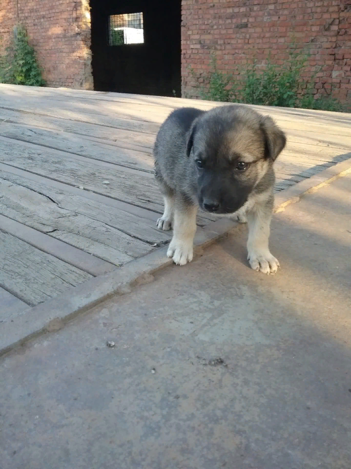 Вот такая нам досталась собаченька. Фото сделано  волонтёром.