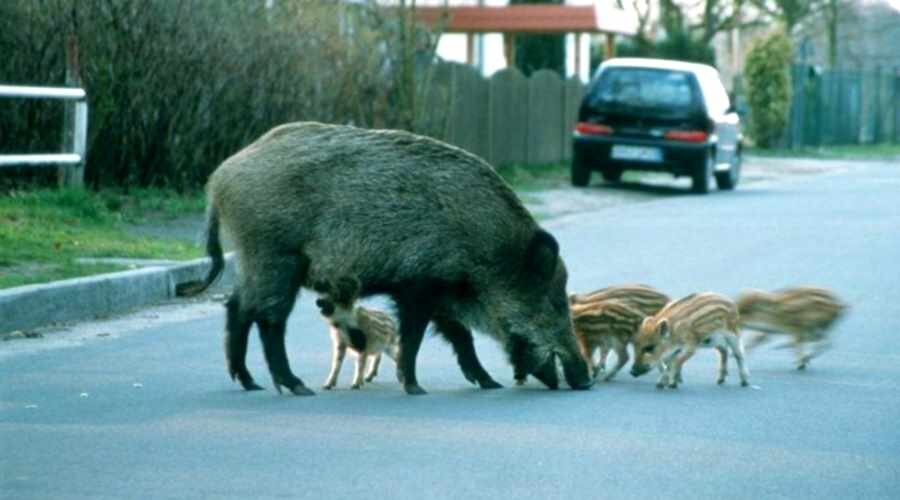 Барселону (Испания) посещают дикие кабаны...