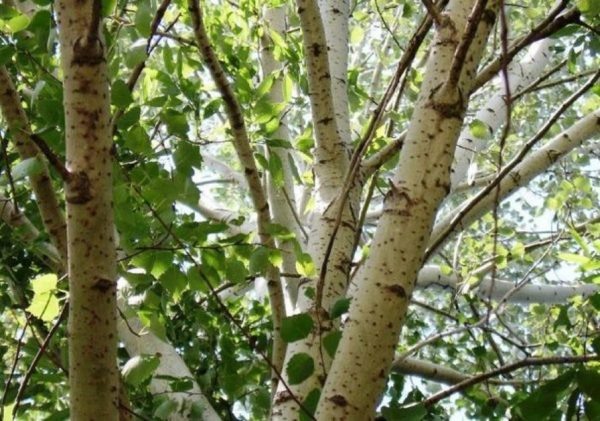 Осина– дерево видное и мистическое