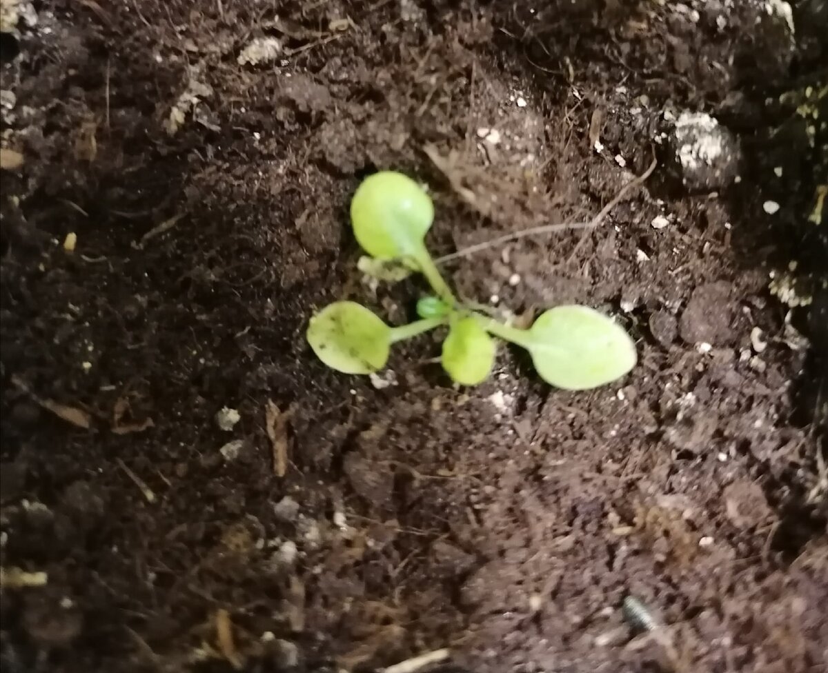 Петуния вянет на глазах