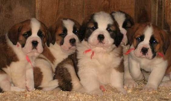 Изображение взято с сайта pinterest.ru