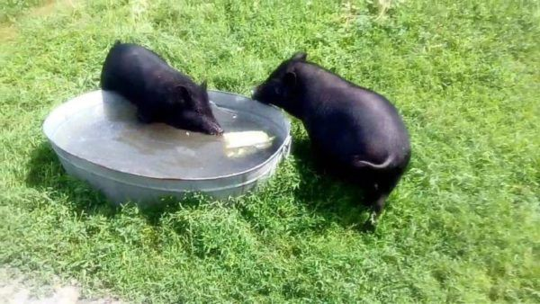 Просята купаются с большим удовольствием