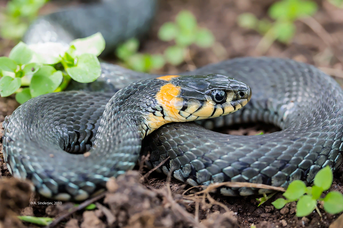 Уж обыкновенный 