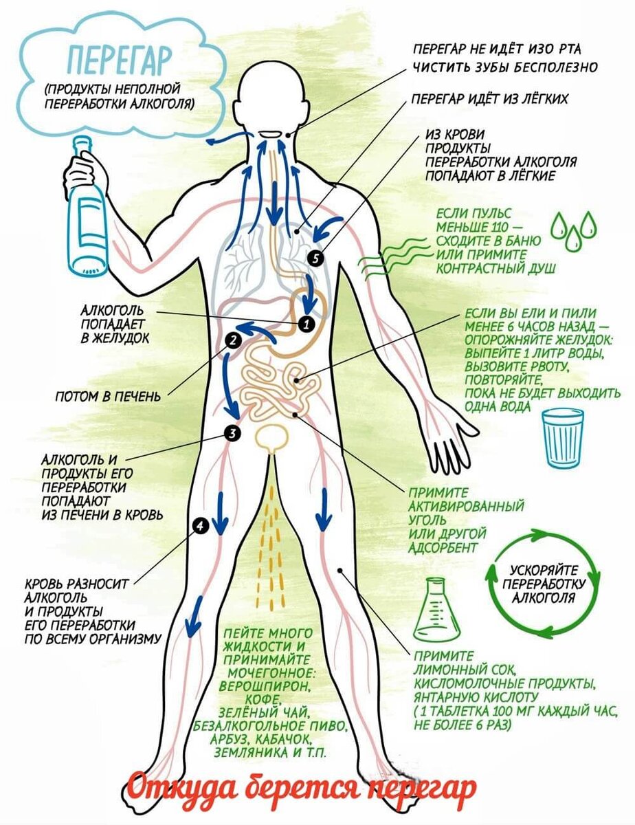  Откуда берется перегар 