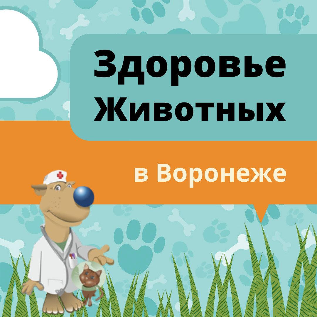 Сеть ветеринарных клиник в Воронеже началась в 2008 году с первой открытой нами клинике на Волгоградской. А вы сколько с нами? Интересно, есть ли среди вас те, кто с нами с самого начала? Отпишитесь пожалуйста в комментарии 🐱 
Еще даже когда мы не стали сетью, наша на тот момент единственная клиника работала круглосуточно, причем не только на прием пациентов. 24 часа вас обслуживала и наша ветаптека, и зоомагазин. Помните?

Мы и на старте, и сейчас старались и стараемся быть лучшими во всем:

+ У нас прекрасные врачи, талантливые, и, главное, отзывчивые и внимательные;
+ И что немаловажно, наши специалисты постоянно совершенствуются в своей профессии;
+ Мы снабжаем все наши клиники самым современным диагностическим оборудованием;
+ Мы сделали нашу сеть по-настоящему удобной и комфортной.

Согласны? Может быть, вы хотите отдельно рассказать о своем опыте посещения нашей сети или выделить вашего врача? Они все читают ваши комментарии и отзывы и будут очень благодарны.

Расскажите, что вам нравится в нашей клинике, а над чем нам стоит еще поработать. Каждый ваш комментарий помогает нам стать лучше.


#ветклиникаворонеж #здоровьеживотных #ветеринарныйврач #воронеж #врнлайф #zdorovet

✍ Звоните нам по телефону +7 (473) 211-0053 и записывайтесь с питомцем на прием

Или обращайтесь сразу в удобную для вас клинику сети Здоровье Животных

+ пр-т Труда, 28  +7 (473) 300-34-10
+ 60-й Армии, 29А +7 (473) 300-34-20
+ Волгоградская, 44 +7 (473) 300-34-30
+ Антонова-Овсеенко, 1  +7 (473) 300-34-40
+ Кольцовская, 49  +7 (473) 300-34-50
+ Ленинский пр-т., 28/1  +7 (473) 300-34-60