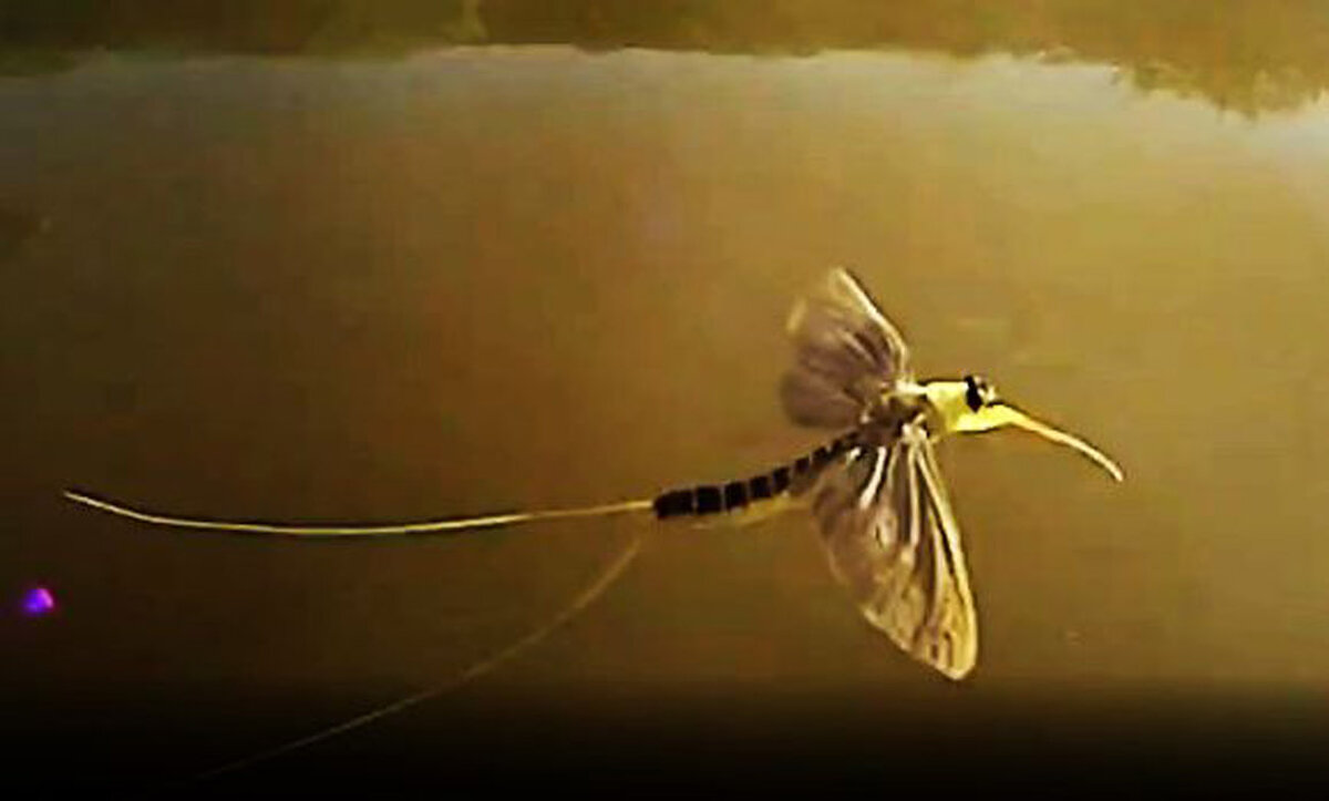 Цветение Тисы