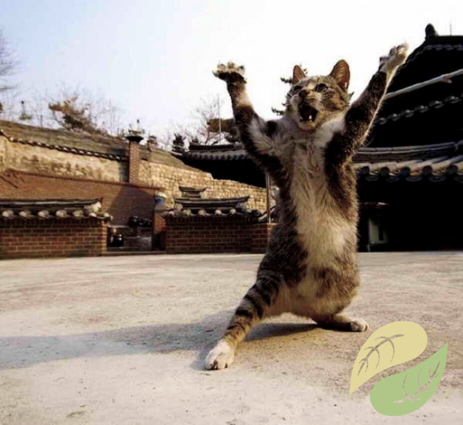 Это котик тоже изучает кунг-фу. Наверное хочет стать тигром...