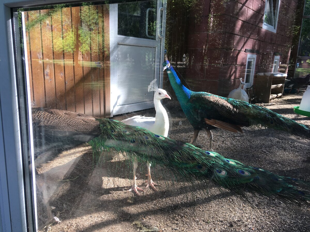 Павлины за стеклом