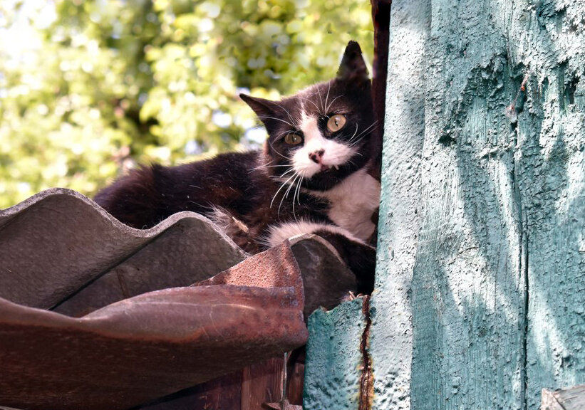 Вот так котейка просидел несколько дней