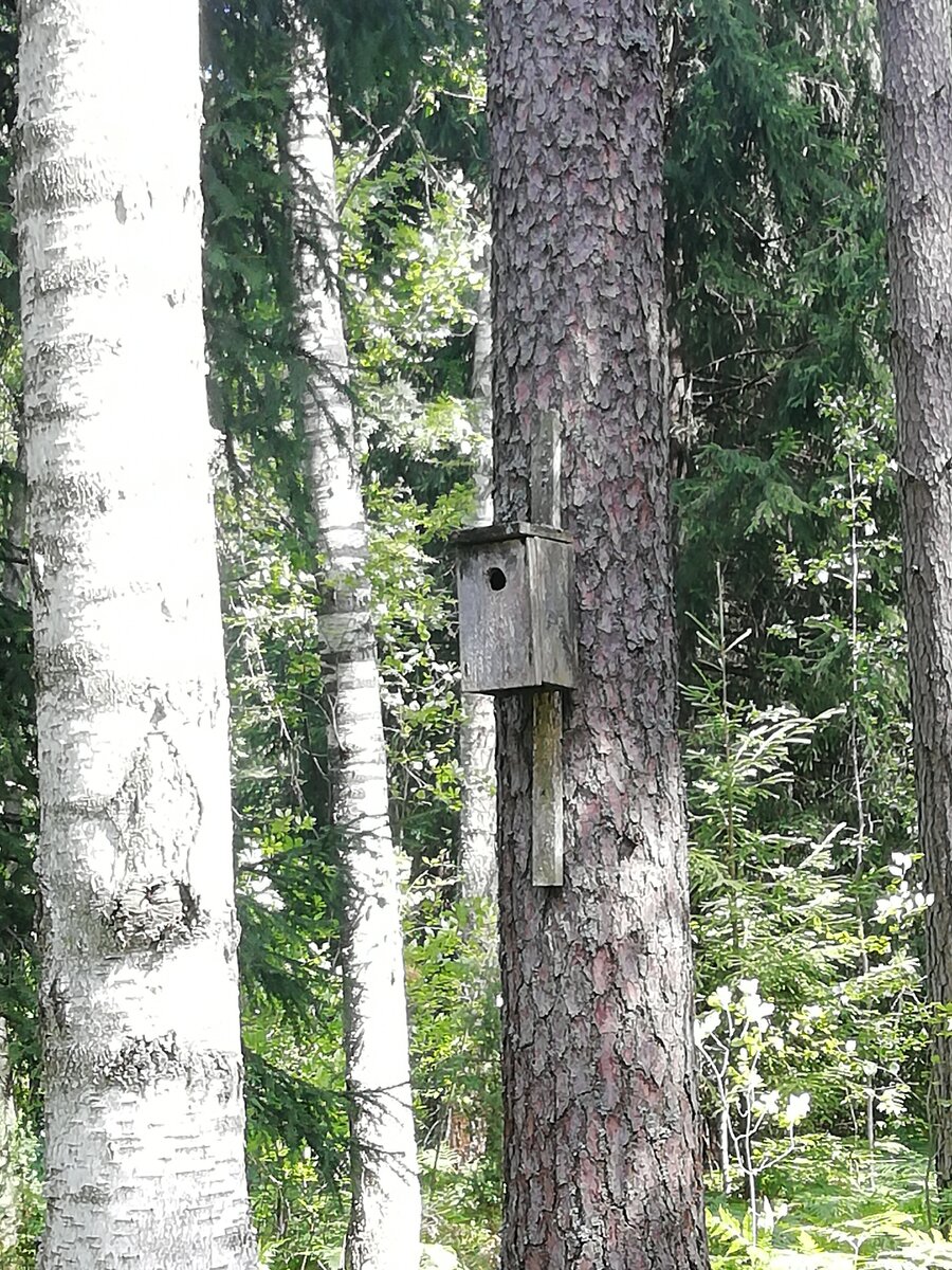 В лесу тоже вешают скворечники. Фото автора. 