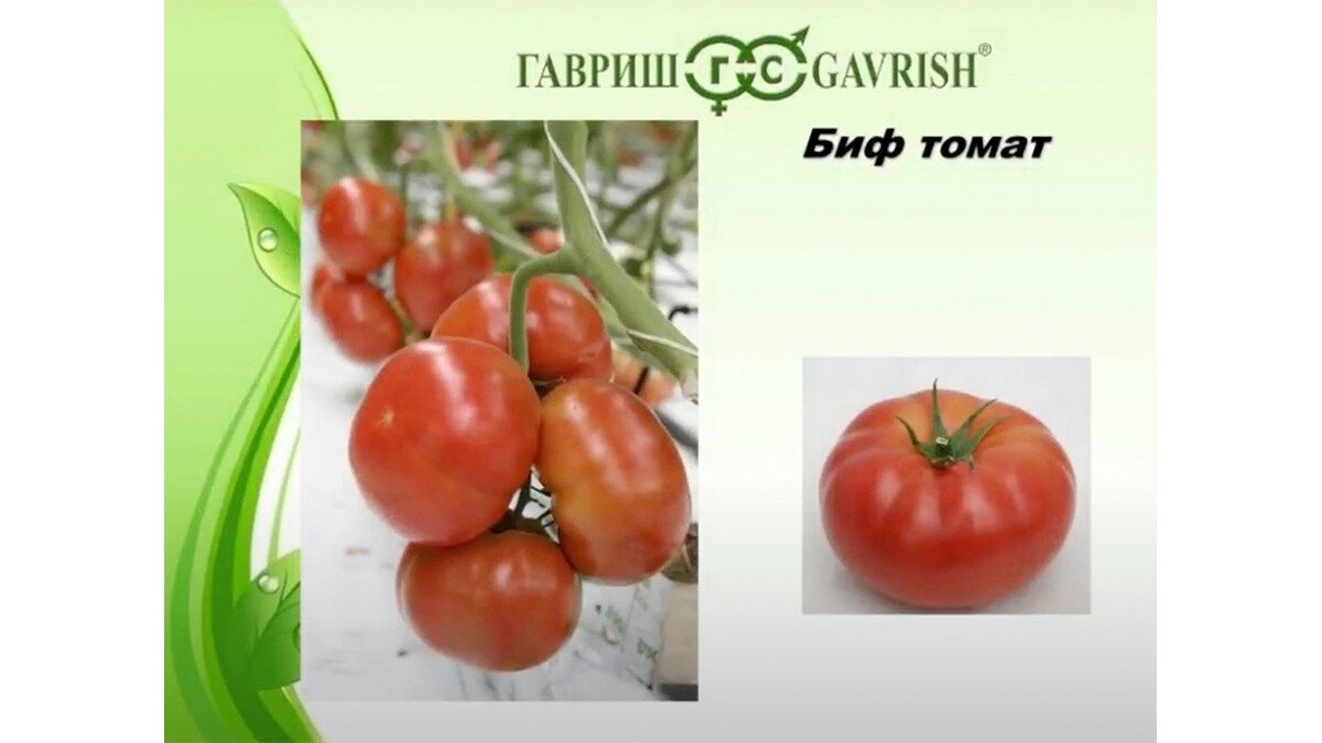 Выведены гибриды томата. Гибрид помидора и картофеля. Зеленые гибриды томатов. Как получают гибриды томатов.