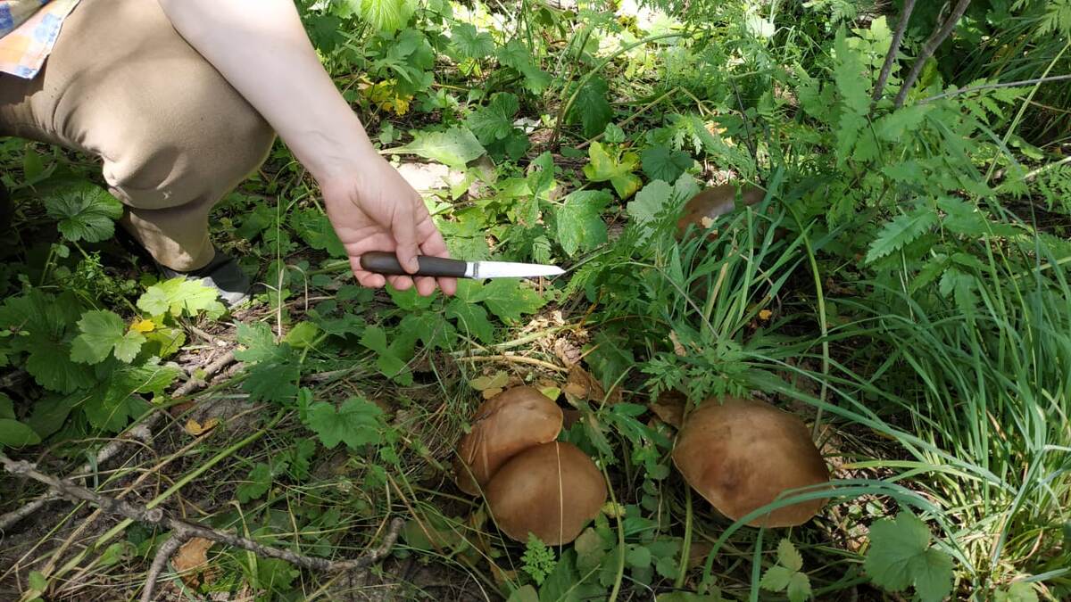 Подберёзовики