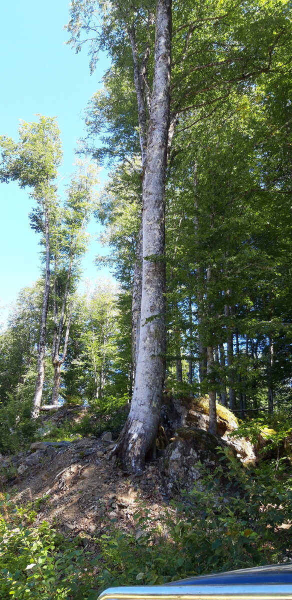 Высота 906. Сочи. Город Горки.