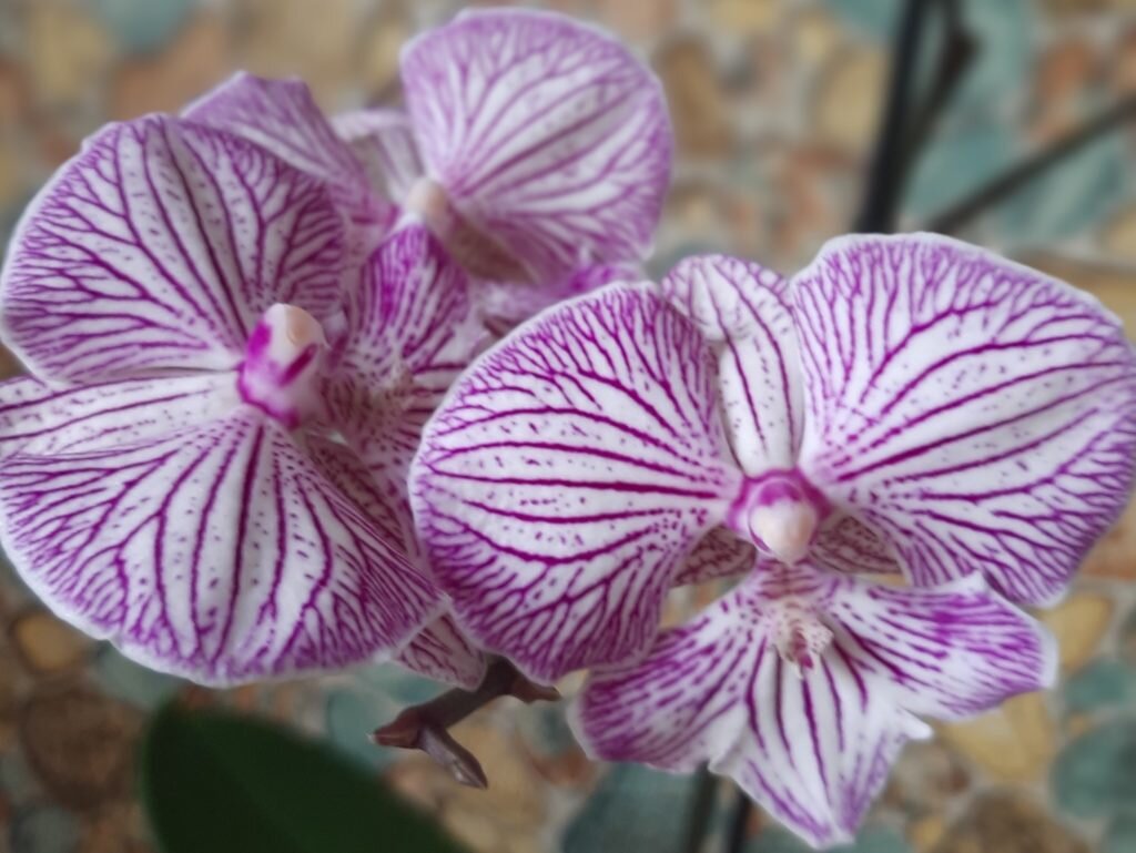 мучнистый червец на орхидеях фото