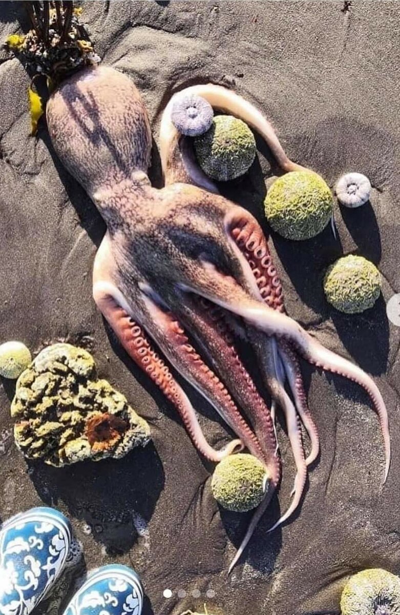 Погибли тысячи морских обитателей. Открытый источник