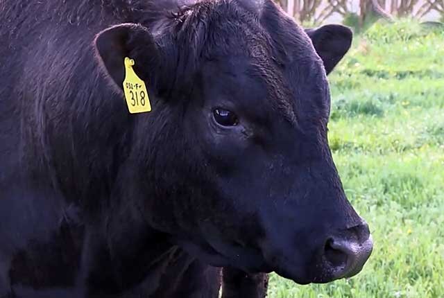  За нежнейшее мясо, получаемое от бычков, большой популярностью среди животноводов пользуется ангусская порода коров.