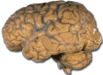 http://lbc.nimh.nih.gov/images/brain.jpg 
