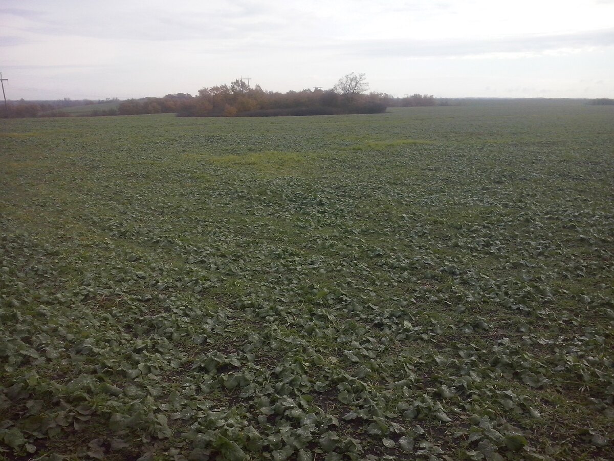 Кубанское поле в феврале. 