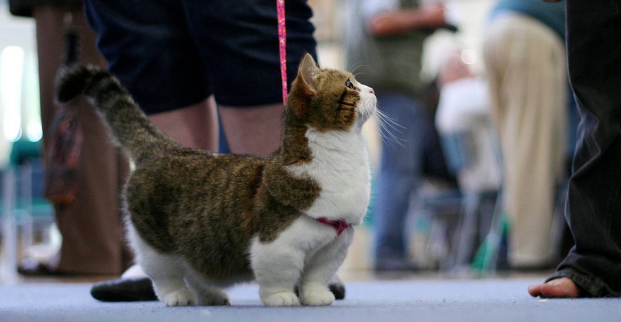 Low cats. Манчкин кот. Манчкин (порода кошек). Коротколапые кошки порода Манчкин. Кот такса Манчкин.