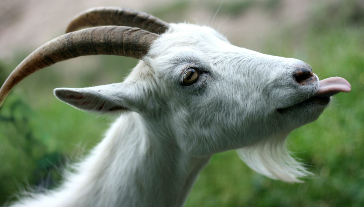 Сами вы вредные!